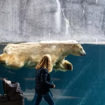 A woman watches a  polar bear swimming in a tank at the Copenhagen Zoo. Copenhagen, Denmark.