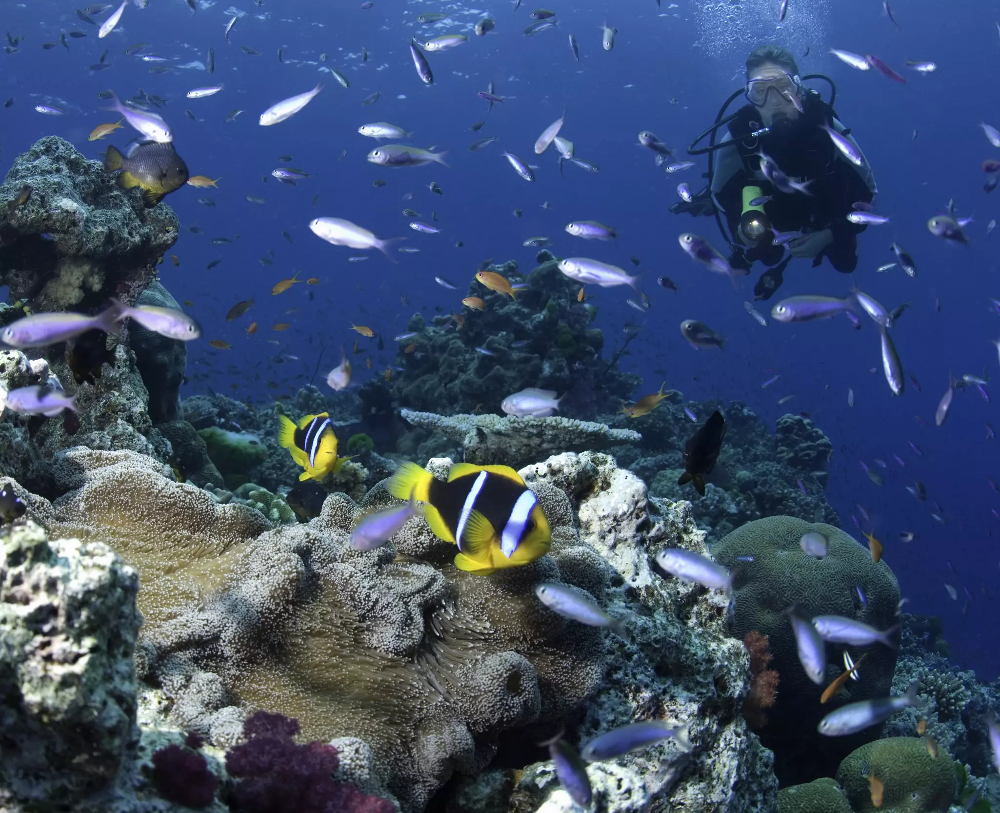 Fiji: female scuba diver watching anemonefish, underwater view