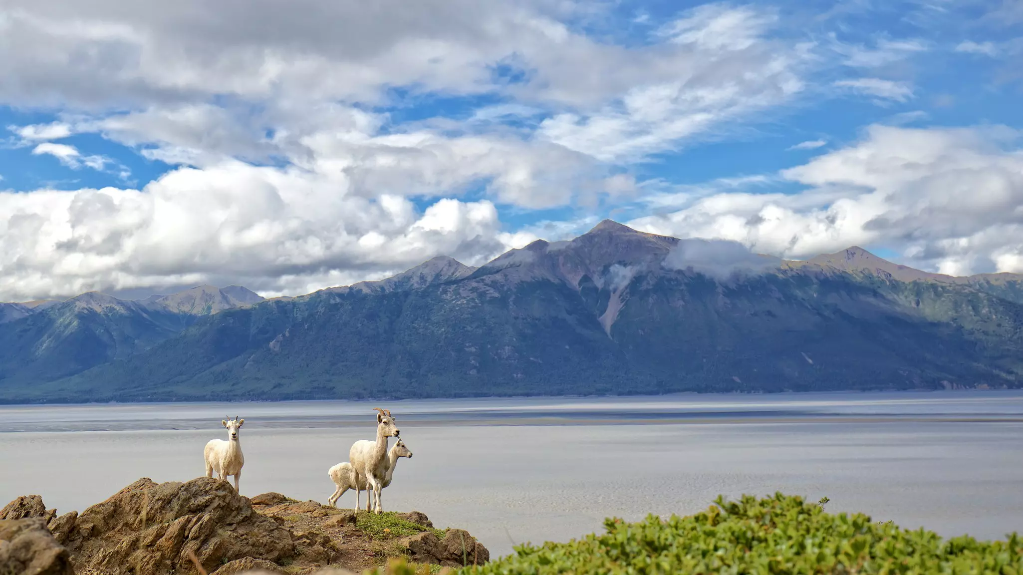 Three white dall sheep with horns stand on a rocky outcropping with a bay and with large mountains and low-hanging clouds in the distance on a sunny day.