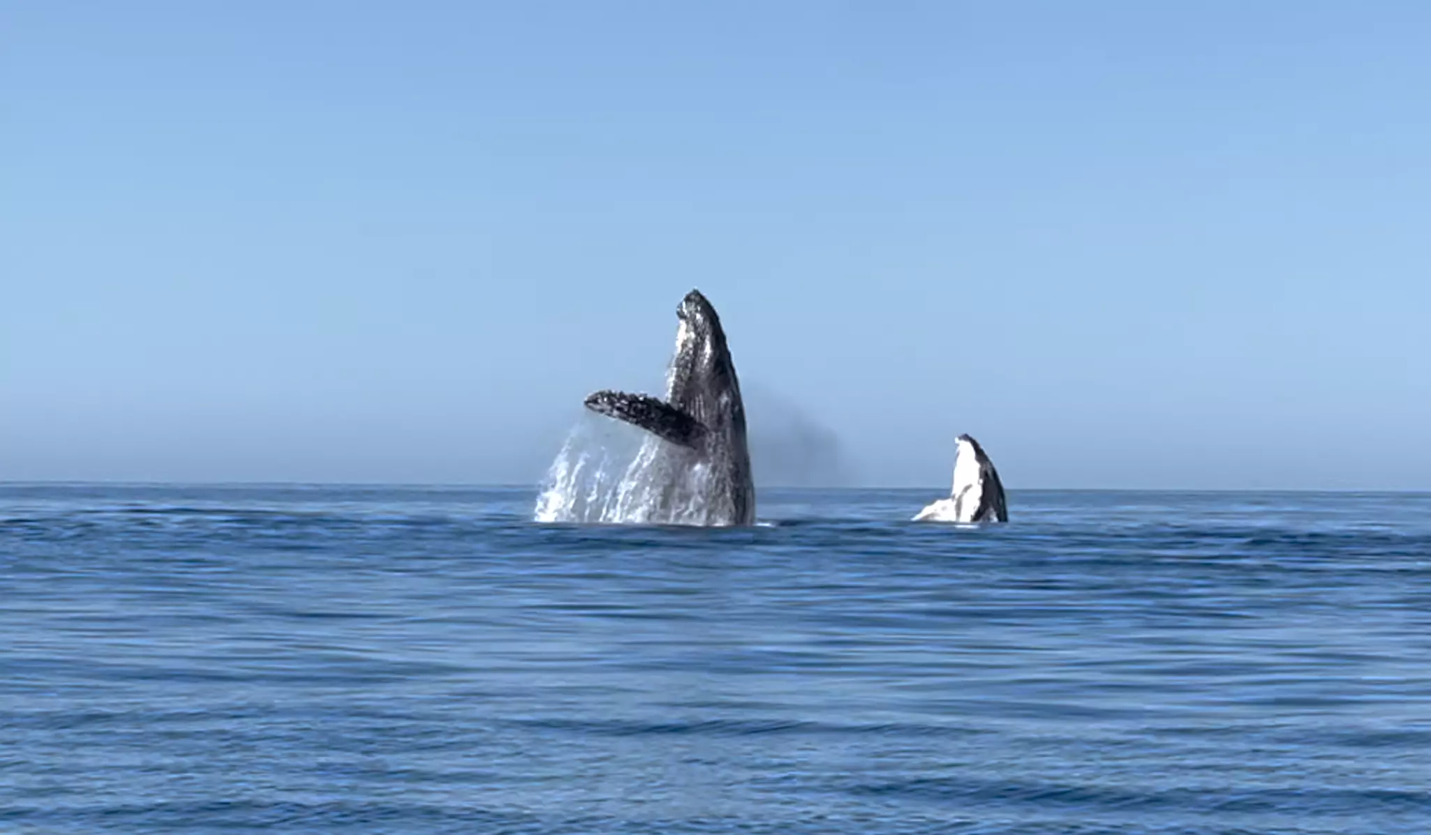 Adult humpback whale and baby humpback whale breaching out of ocean side-by-side.