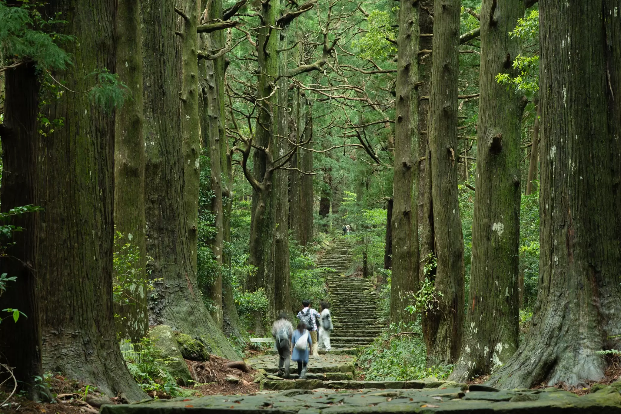 Two walkers on a staircase lined by giant trees along the Kumano Kodo pilgrimage route, Wakayama, Honshū, Japan