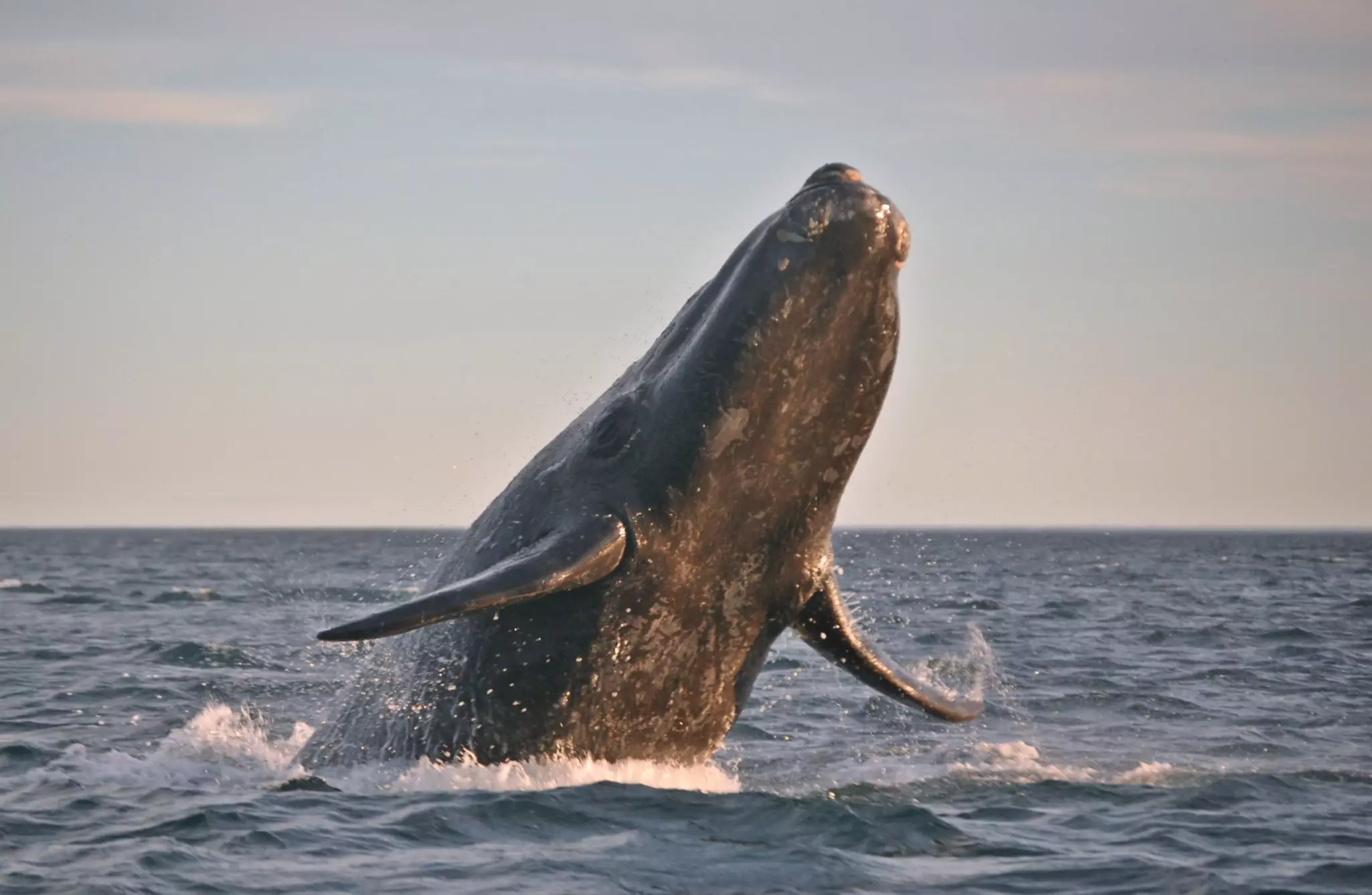 Southern right whale breaching the water.
