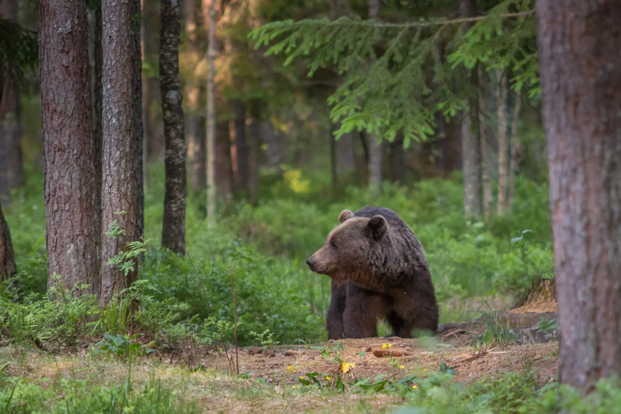 A brown bear in an Estonian forest