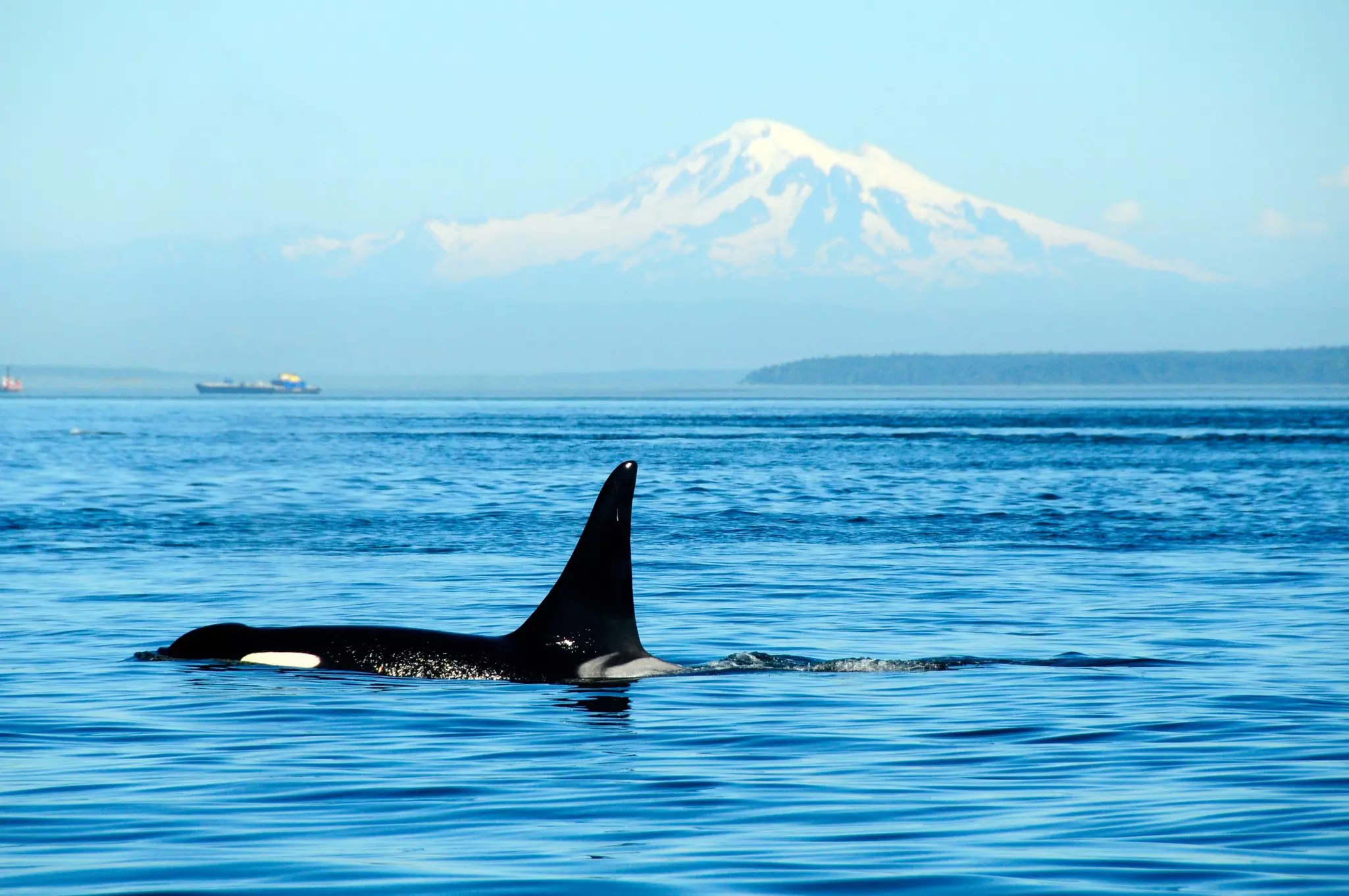 Combine wine, history and whale watching in a low-gear meander around San Juan Island © Sergio Amiti / Getty Images