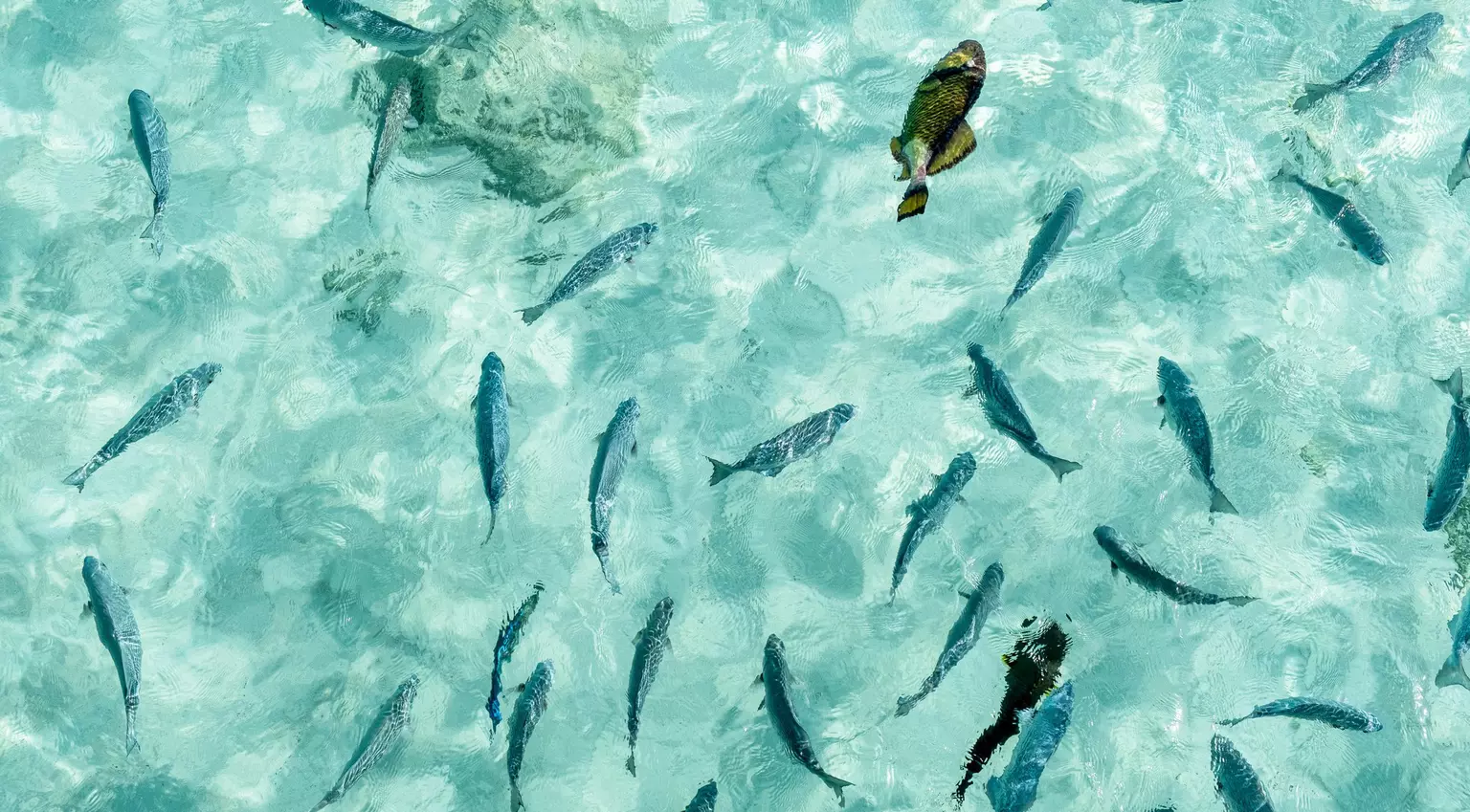Reef fish swimming in the azure waters of Radisson Blu, Maldives at Huruelhi Island.