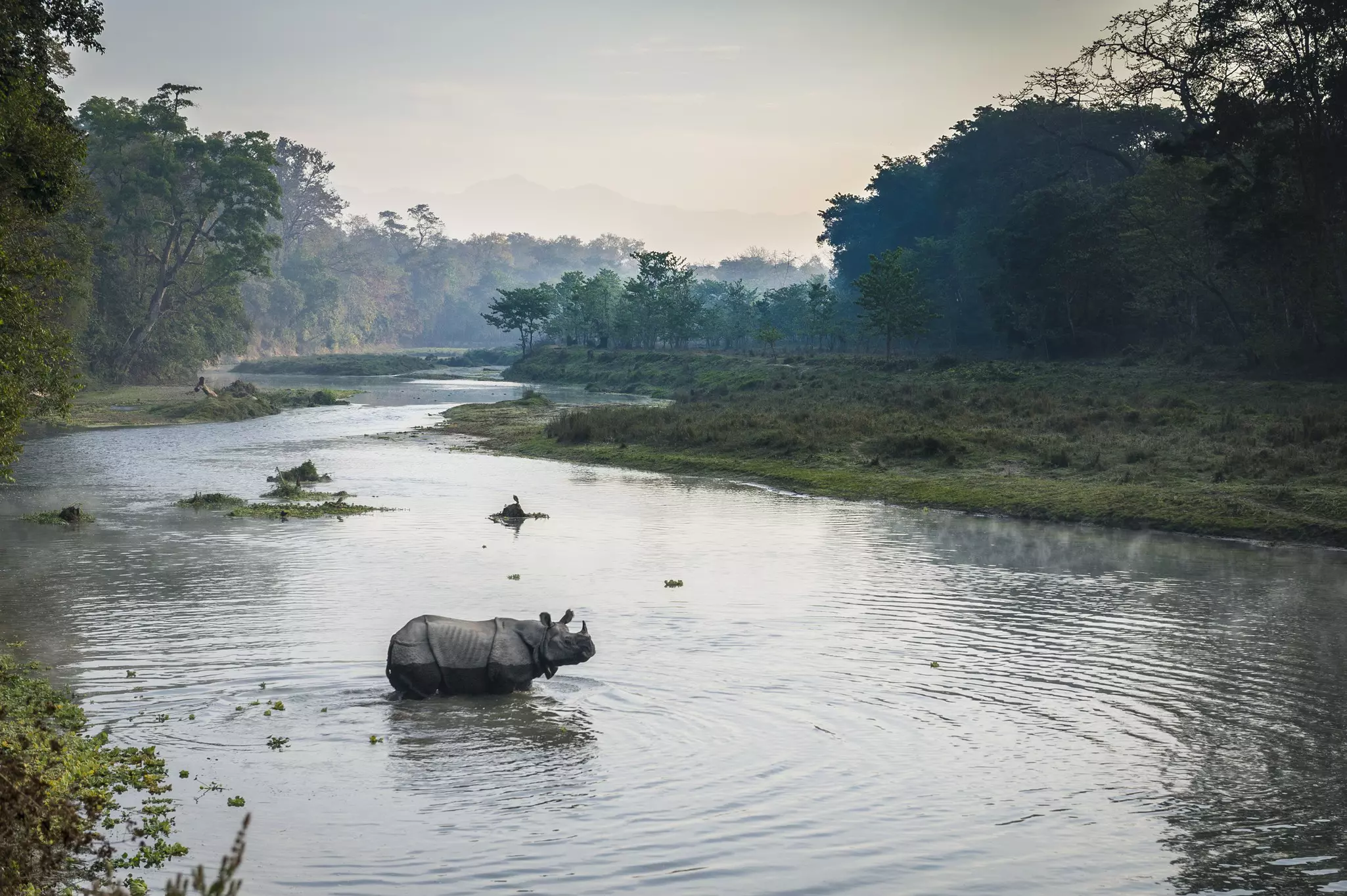 Tigers aren’t the only creatures you might spot at Chitwan National Park © Jacek Kadaj / Getty Images