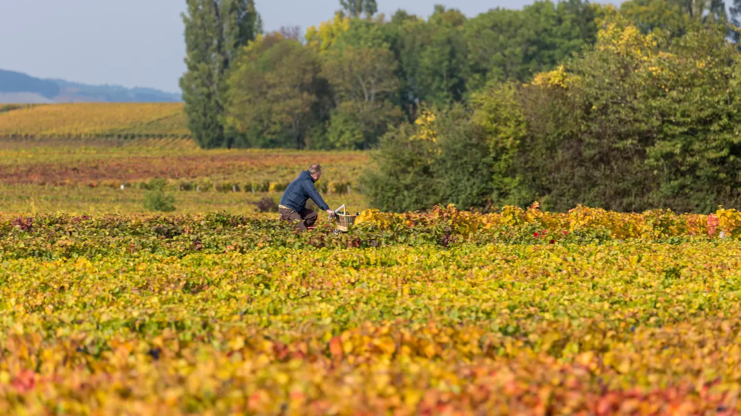 A man rides a bicycle surrounded by grapevines in autumn colors in Burgundy, France