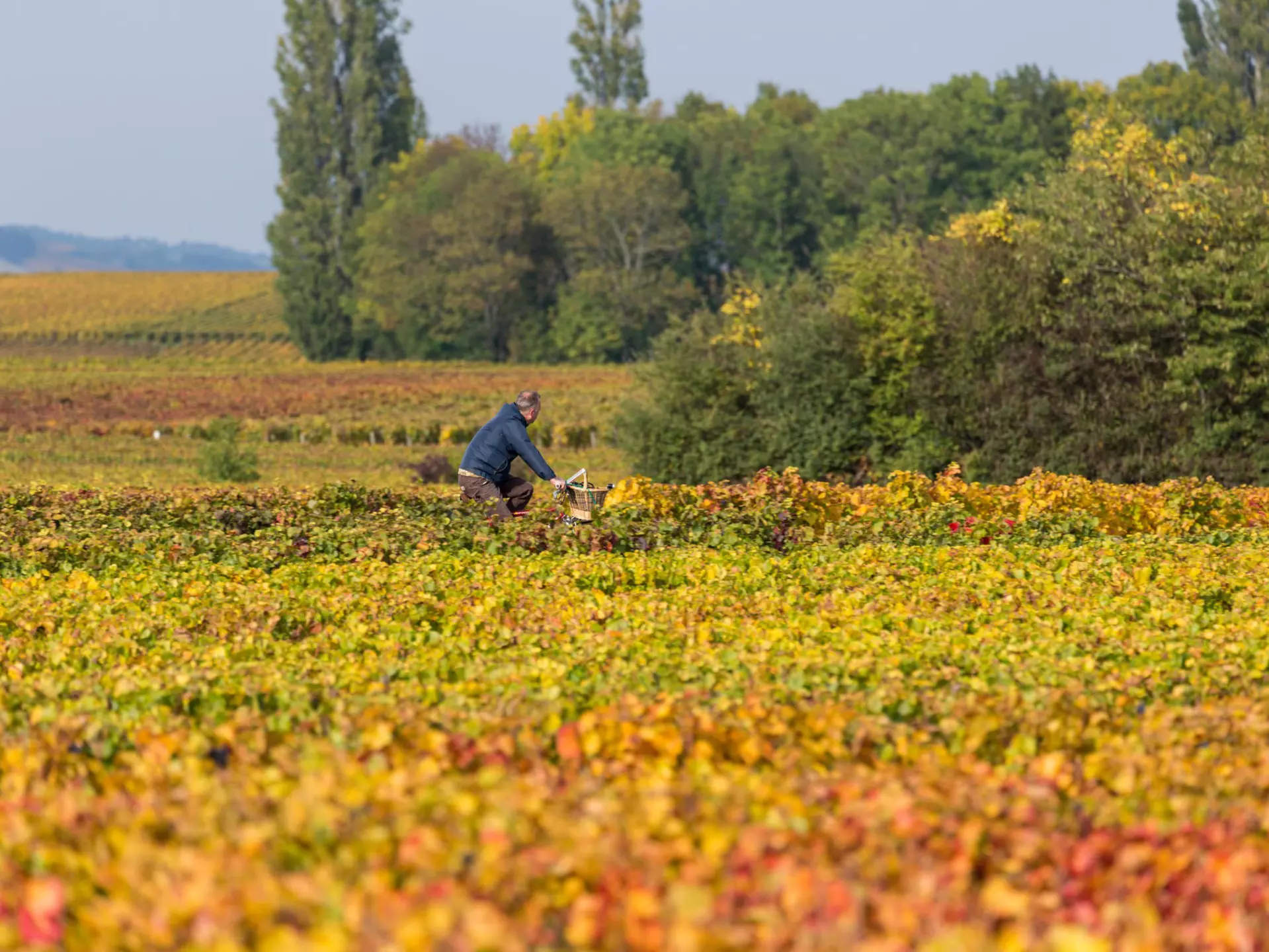 A man rides a bicycle surrounded by grapevines in autumn colors in Burgundy, France