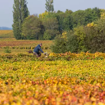 A man rides a bicycle surrounded by grapevines in autumn colors in Burgundy, France