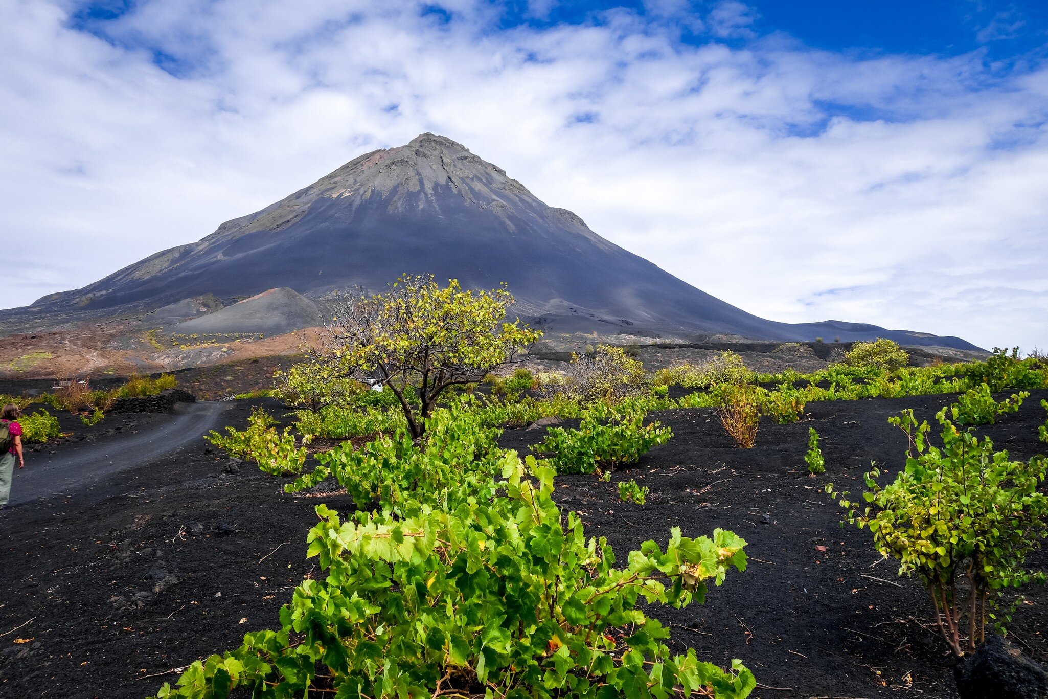 Dark conical volcano under broken cloud, with green grapevines scattered across black ash in front.