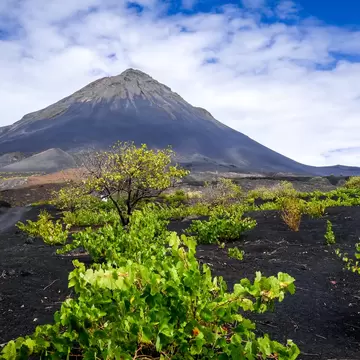 Dark conical volcano under broken cloud, with green grapevines scattered across black ash in front.