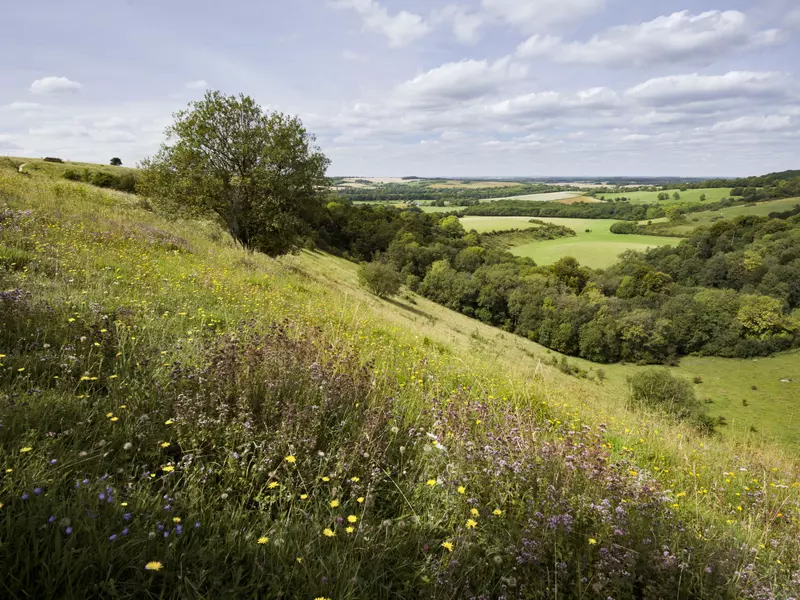 Rolling green hills and trees in England. 
