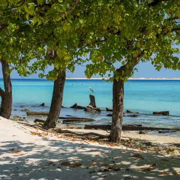 Trees lean over a white sand beach with a grey heron perched on rocks in the turquoise lagoon off Gulhi