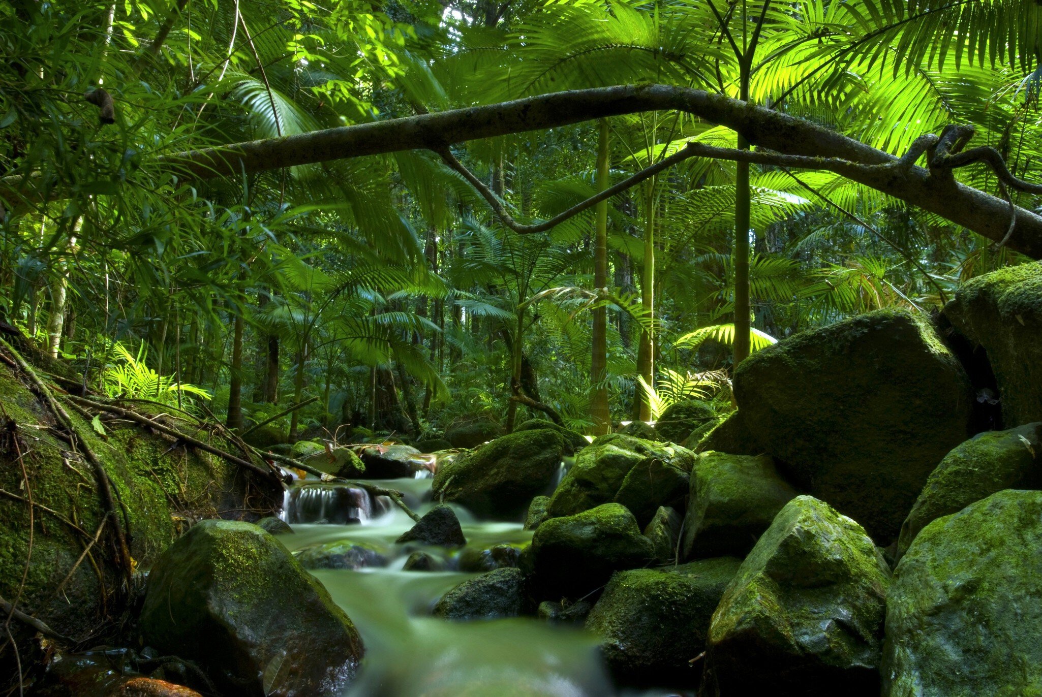 Rainforest canopy with stream in Daintree