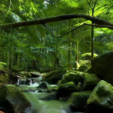Rainforest canopy with stream in Daintree