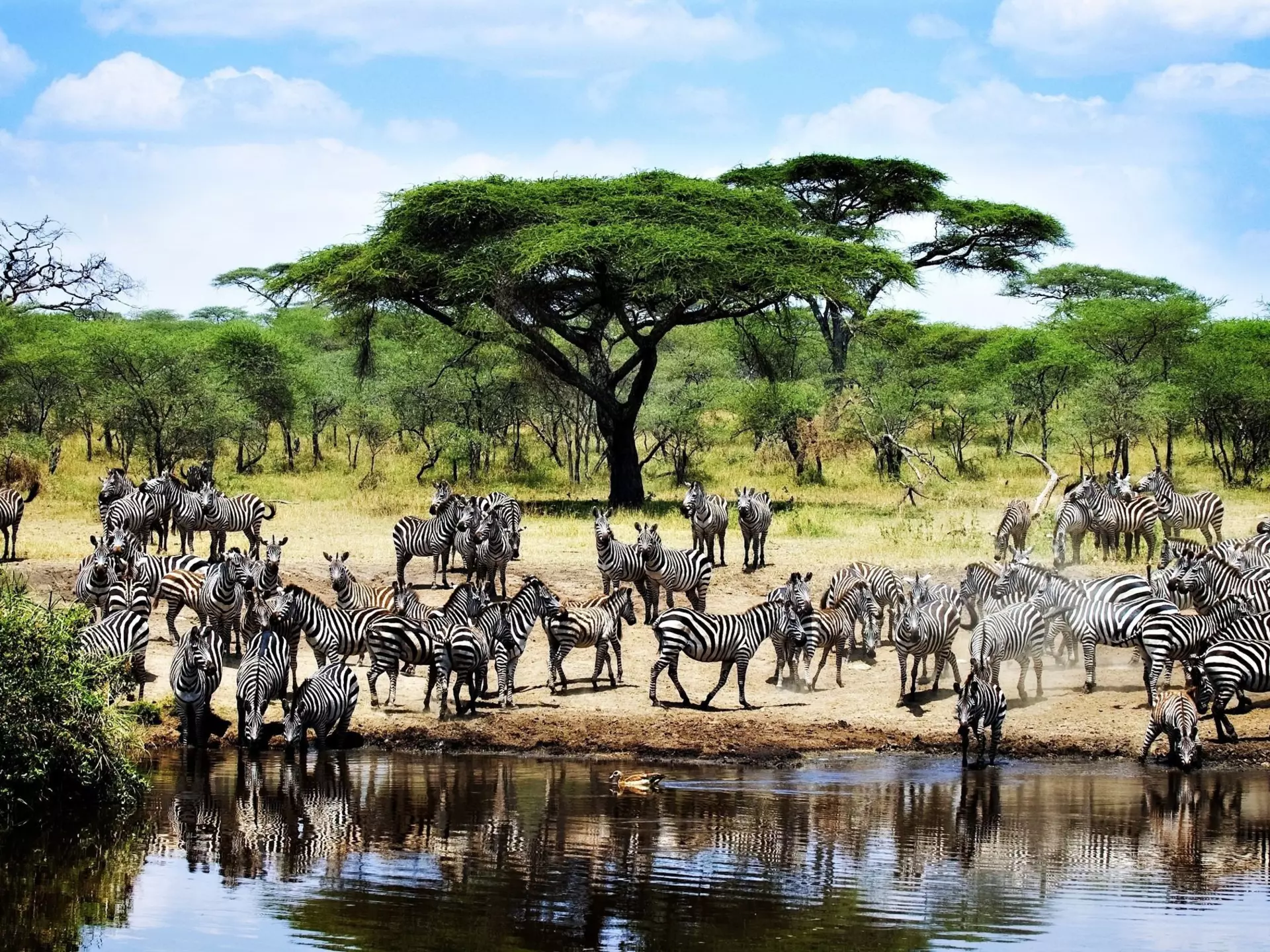 Zebras in an Etosha National Park watering hole. Shutterstock