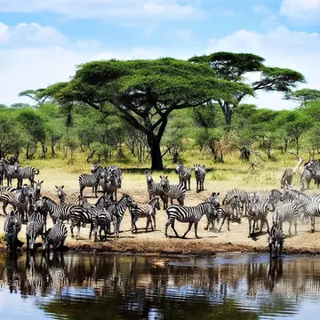 Zebras in an Etosha National Park watering hole. Shutterstock