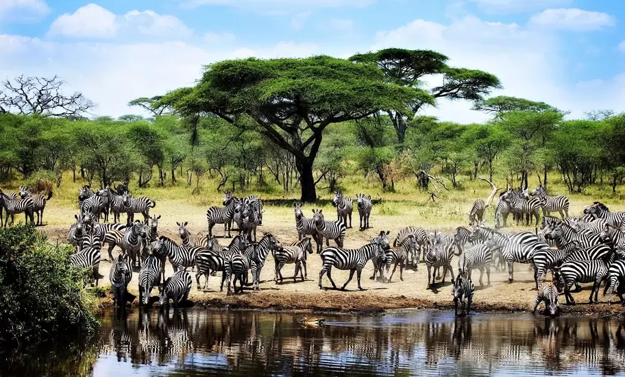 Zebras in an Etosha National Park watering hole. Shutterstock