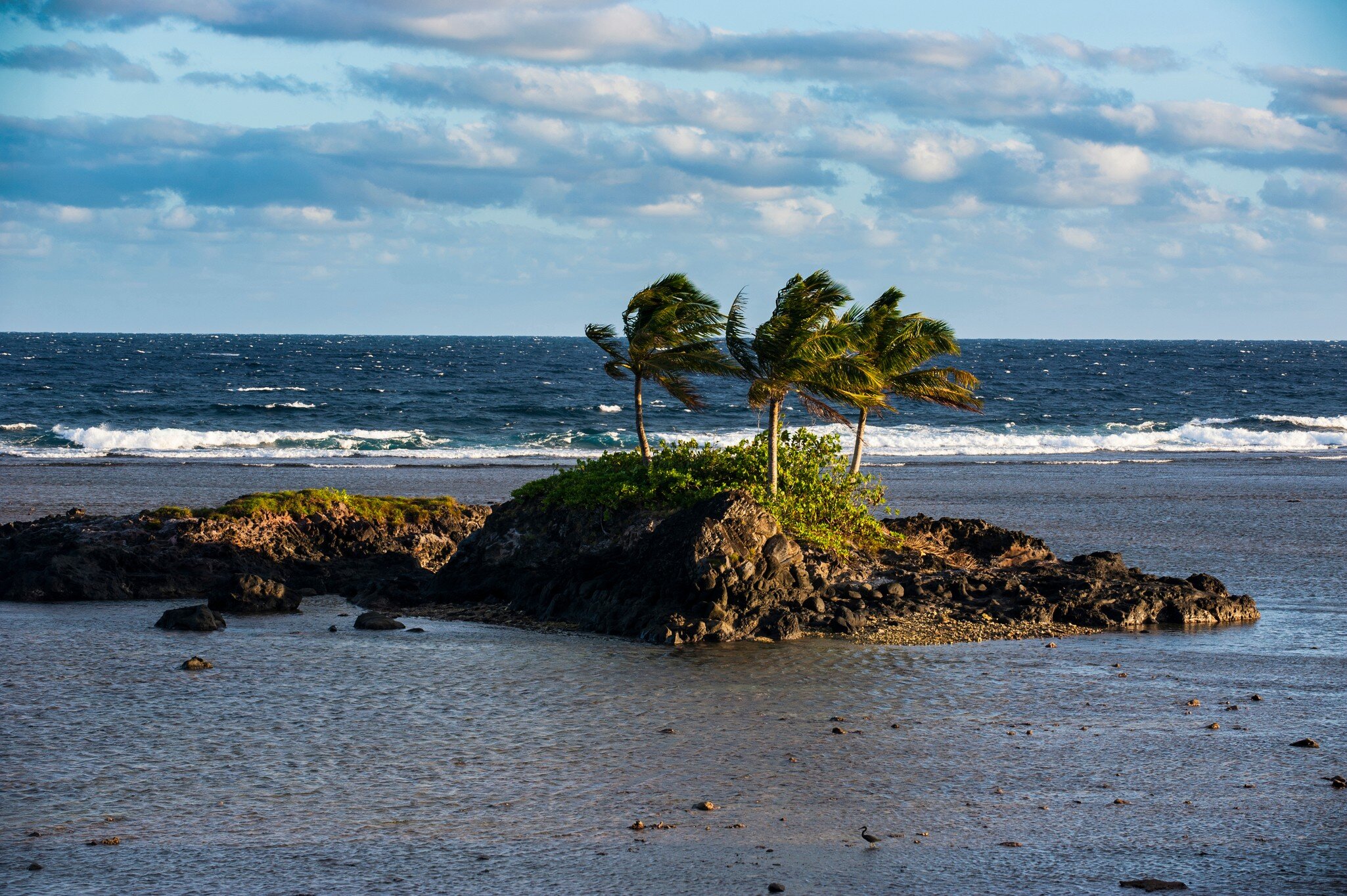 Three windblown palms on a rocky islet in a shallow lagoon with surf breaking beyond, Tutuila, American Samoa