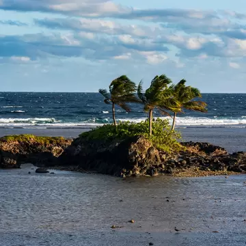 Three windblown palms on a rocky islet in a shallow lagoon with surf breaking beyond, Tutuila, American Samoa