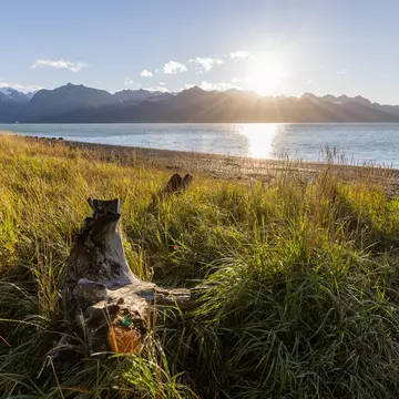 Grass and driftwood by a beach are pictured at sunset.