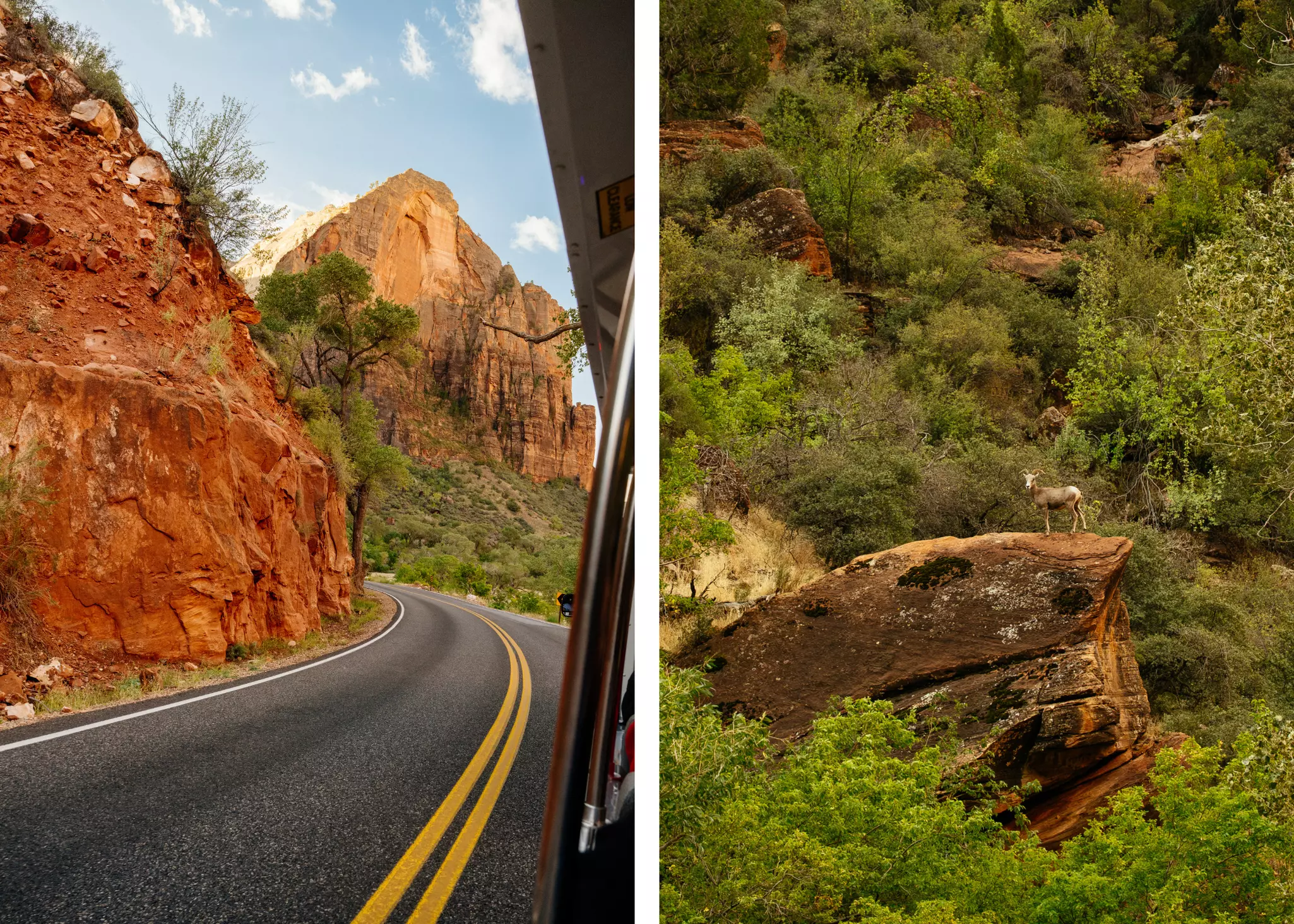 Two photos. At left, a view of ruddy cliffs along a two-way road. At right, a sheep on a cliff blends into its green and brown surroundings