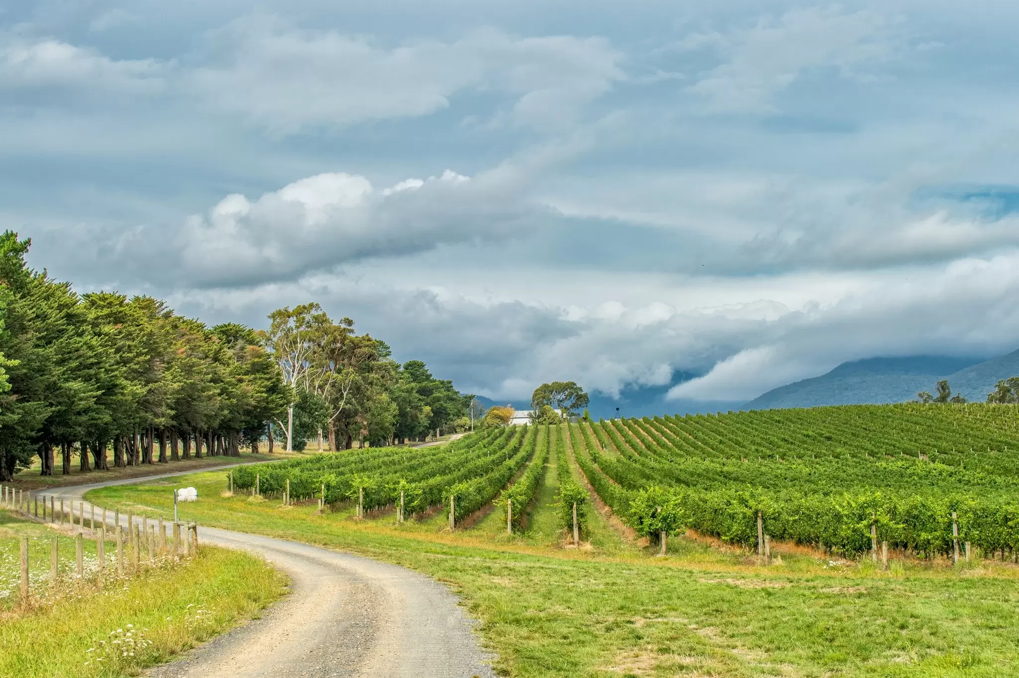 A road curves through a green vineyard under cloudy skies.