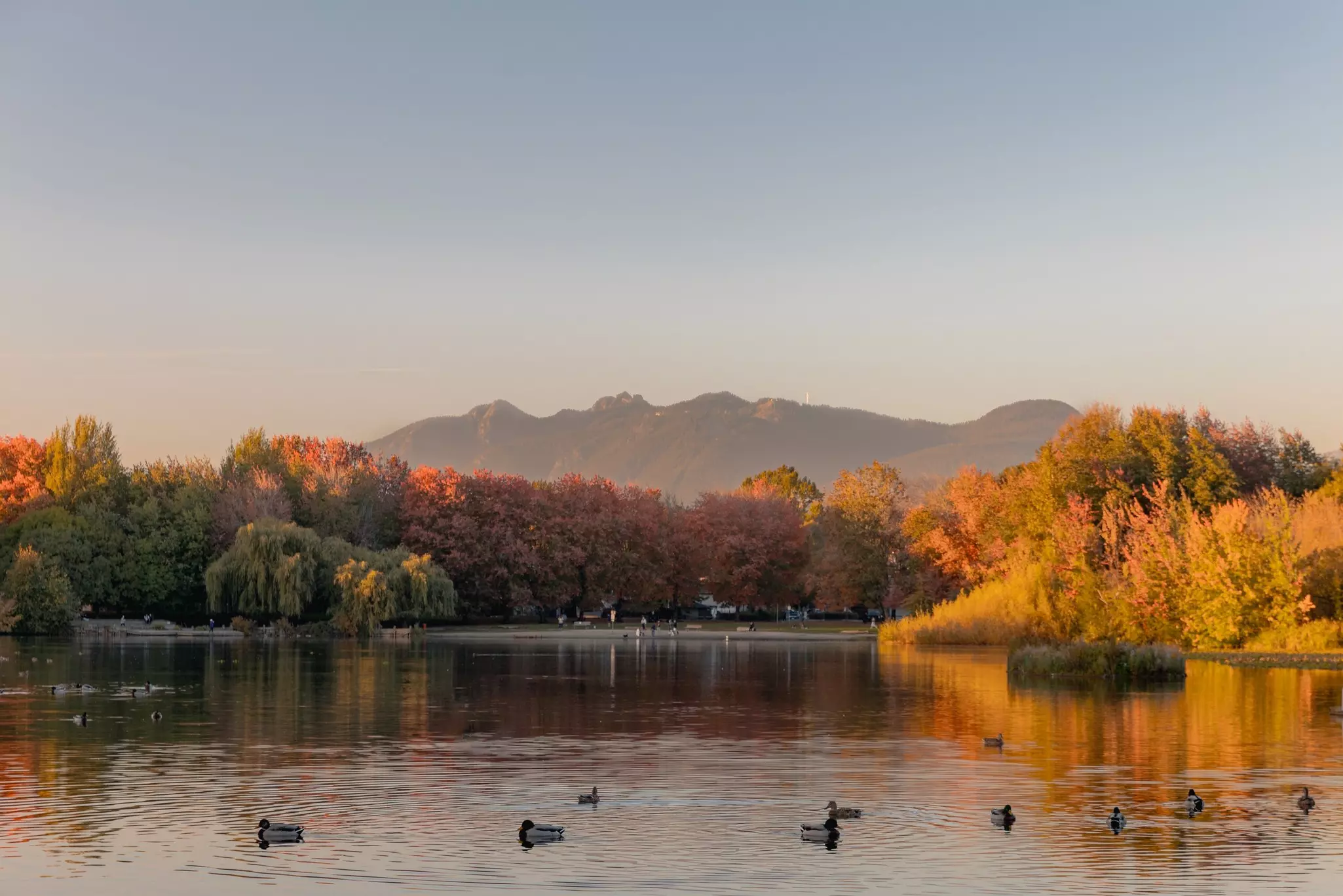 A lake with waterfowl surrounded by trees with autumn foliage; a mountain is in the background.