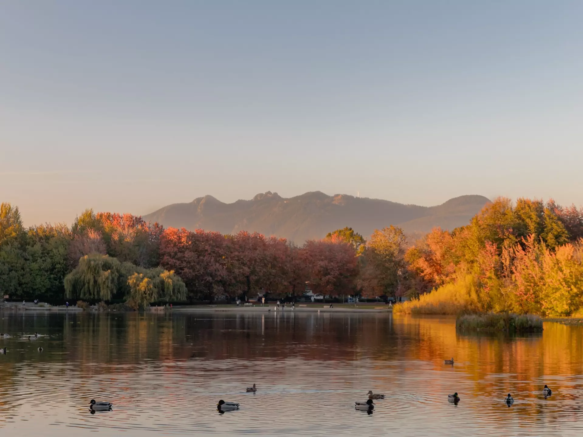 A lake with waterfowl surrounded by trees with autumn foliage; a mountain is in the background.