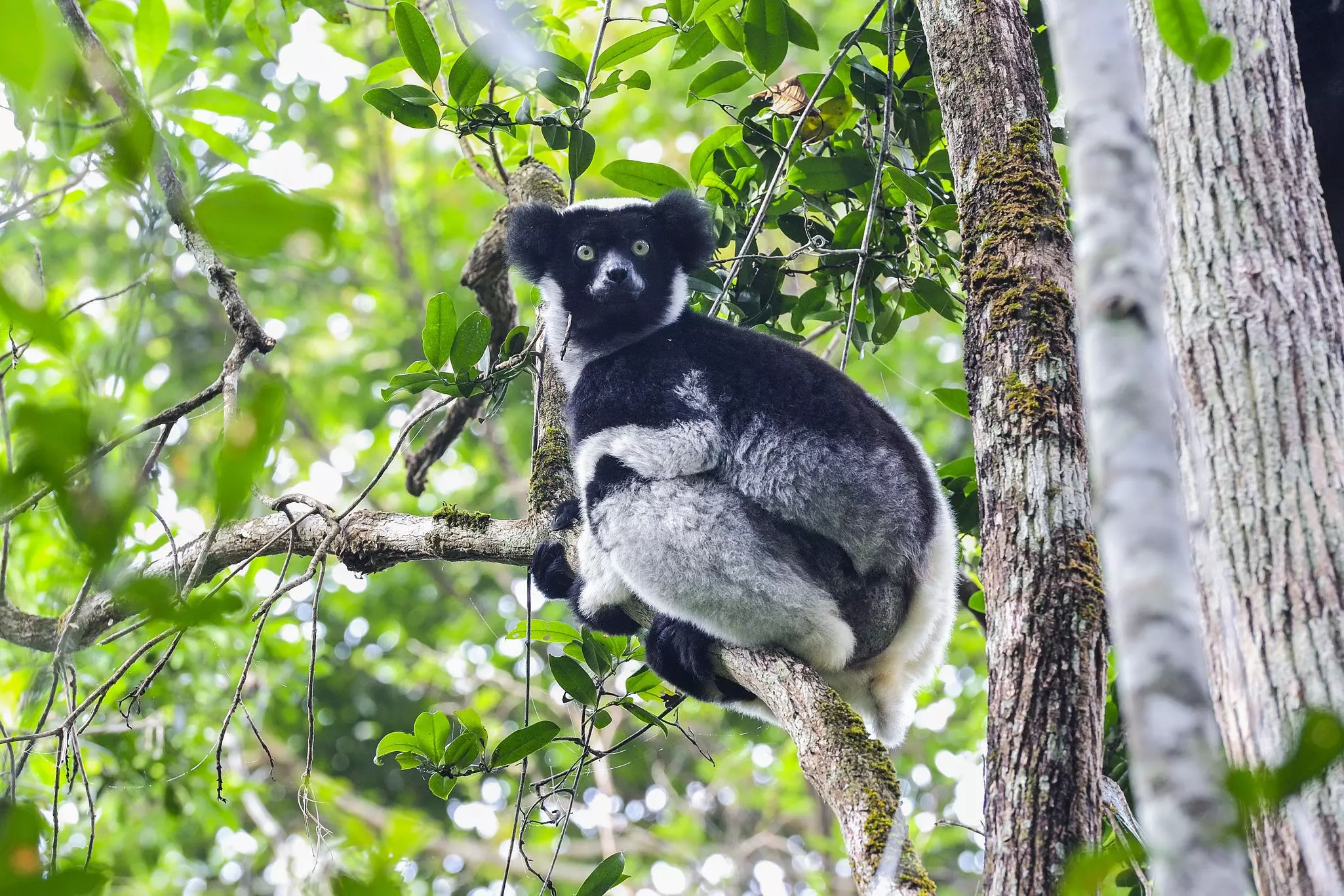 A large lemur called an indri sits on branch on a tree in the rainforest.