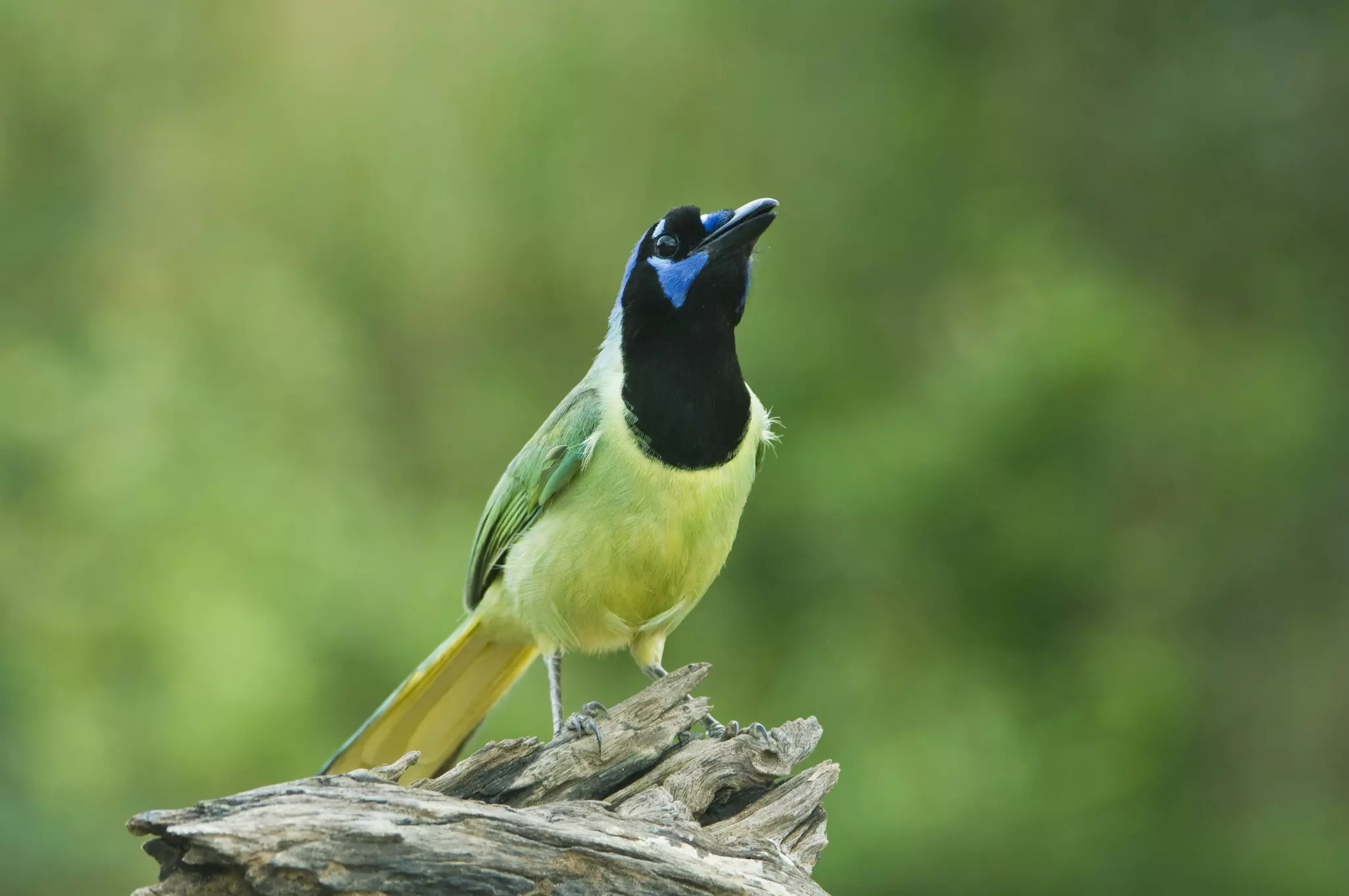 The green jay is a migratory bird whose habitat stretches from southern Texas to Honduras © Gallo Images / Brand X Pictures / Getty
