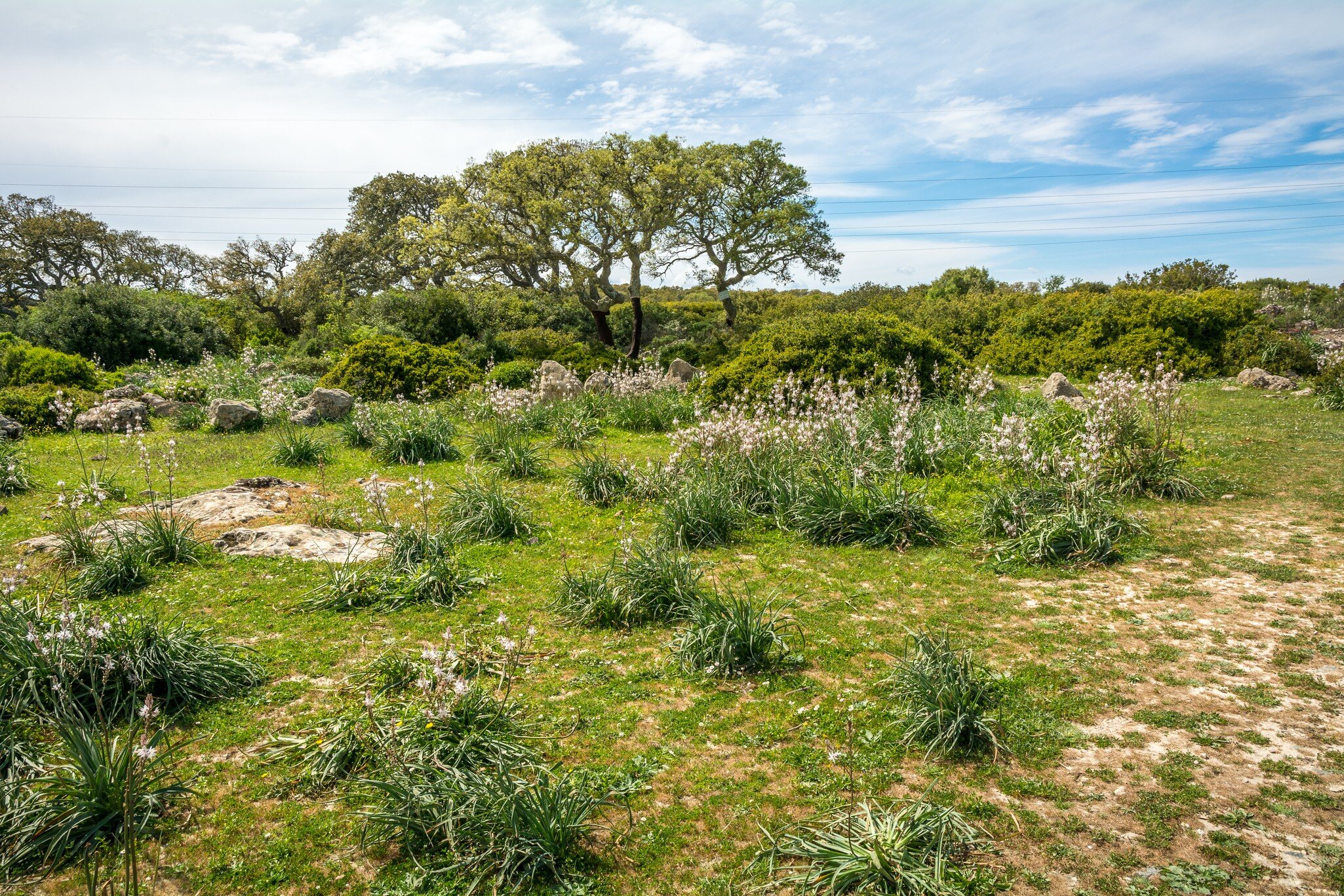 Giara di Gesturi plateau, Gesturi, Sardinia, Italy. La Giara di Gesturi is a high basalt plateau famous for its wild horses and uncontaminated natural beauty; Shutterstock ID 1124499998;