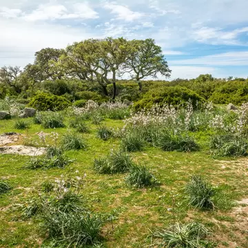 Giara di Gesturi plateau, Gesturi, Sardinia, Italy. La Giara di Gesturi is a high basalt plateau famous for its wild horses and uncontaminated natural beauty; Shutterstock ID 1124499998;