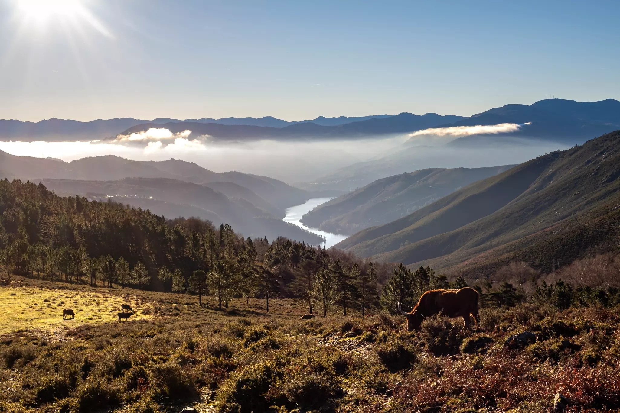 A river flowing through a vast valley. Horses feed on grass in the foreground.