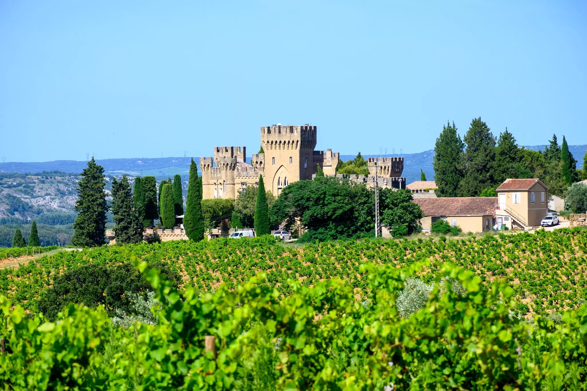 Green grape vines grow in rows; a stone castle is beyond a line of trees.