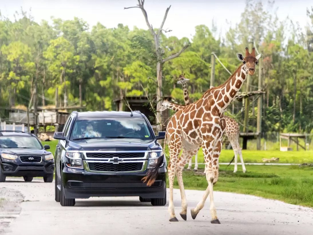 Lion Country Safari drive through park in West Palm Beach Florida. Cars driving near giraffes in cage free animal zoo