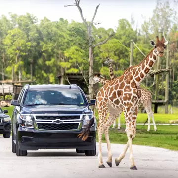 Lion Country Safari drive through park in West Palm Beach Florida. Cars driving near giraffes in cage free animal zoo