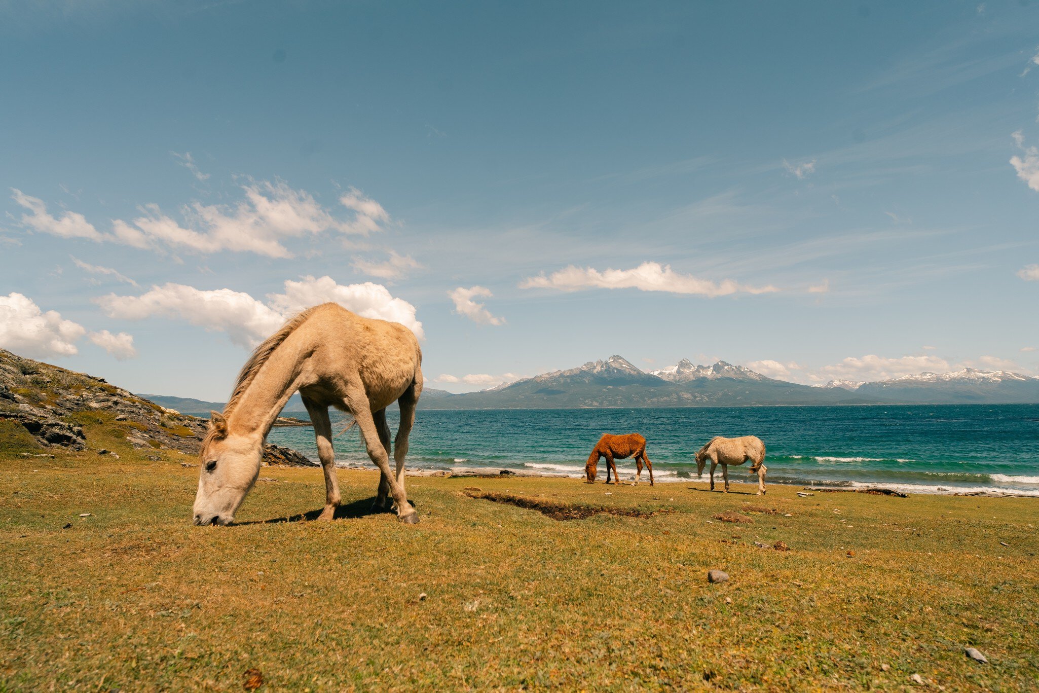 Horses at the end of the world at Nationalpark Fin del mundo in Ushuaia, Argentina. 