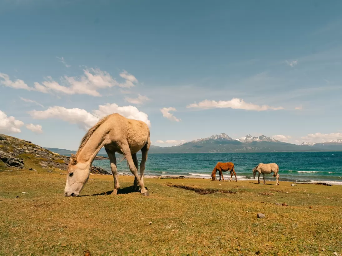 Horses at the end of the world at Nationalpark Fin del mundo in Ushuaia, Argentina. 