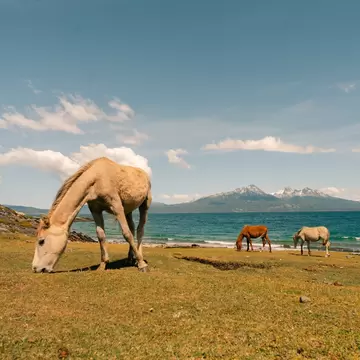 Horses at the end of the world at Nationalpark Fin del mundo in Ushuaia, Argentina. 