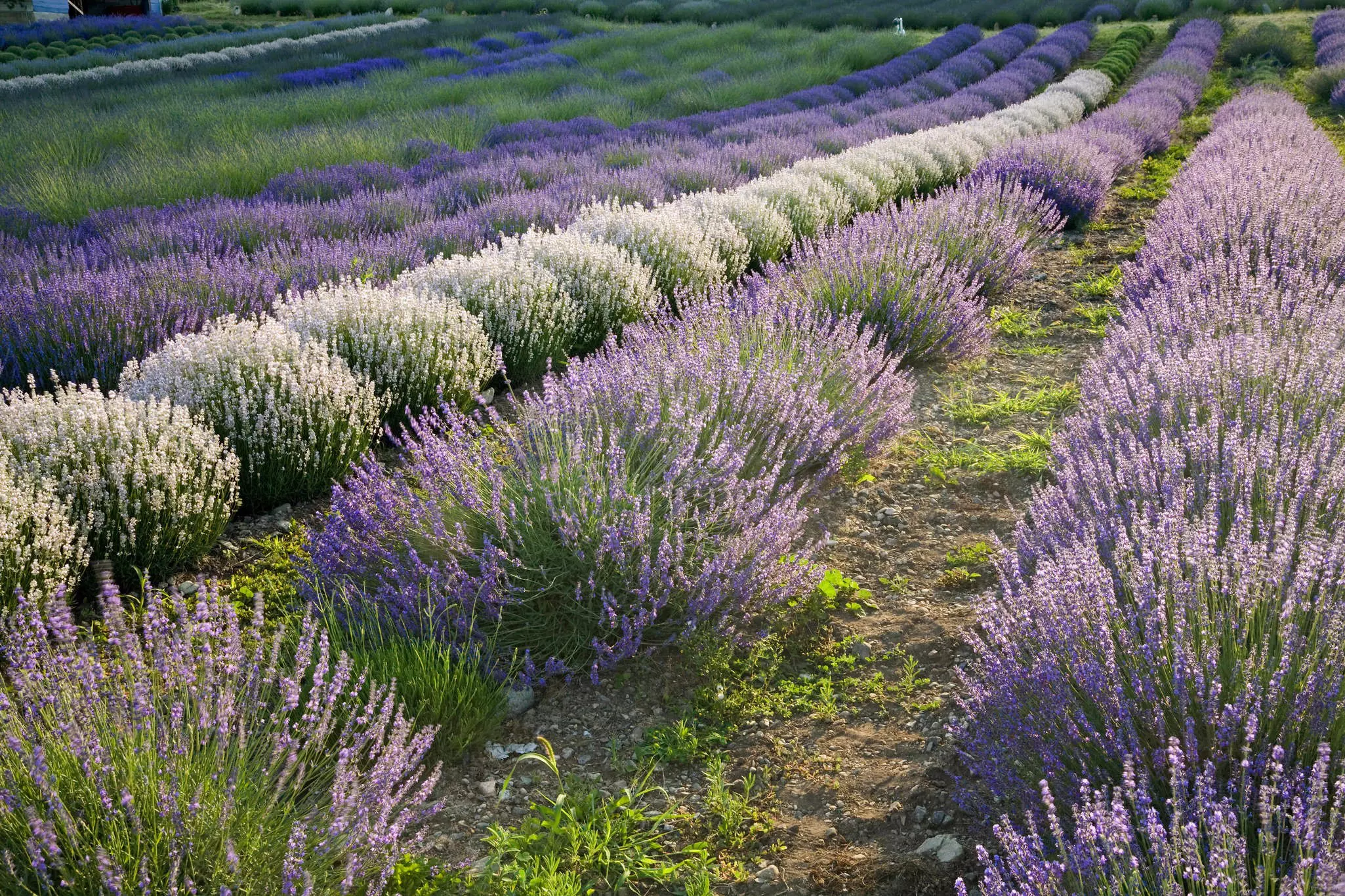 Lavender field, Okanagan County, British Columbia, Canada