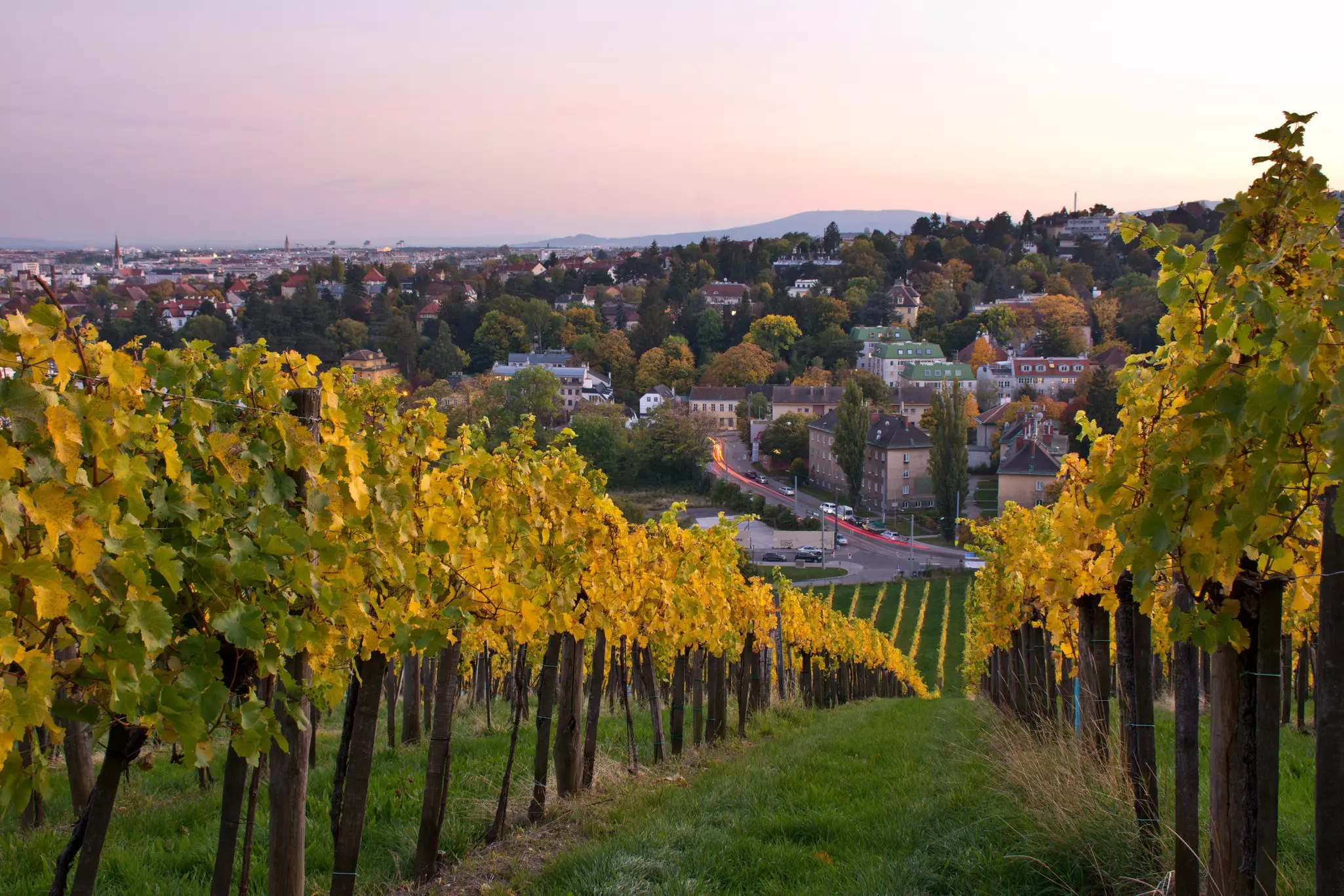 Autumnal vineyard in Vienna at dusk