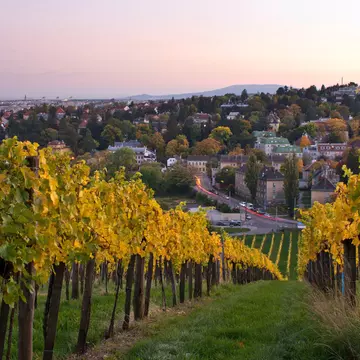 Autumnal vineyard in Vienna at dusk