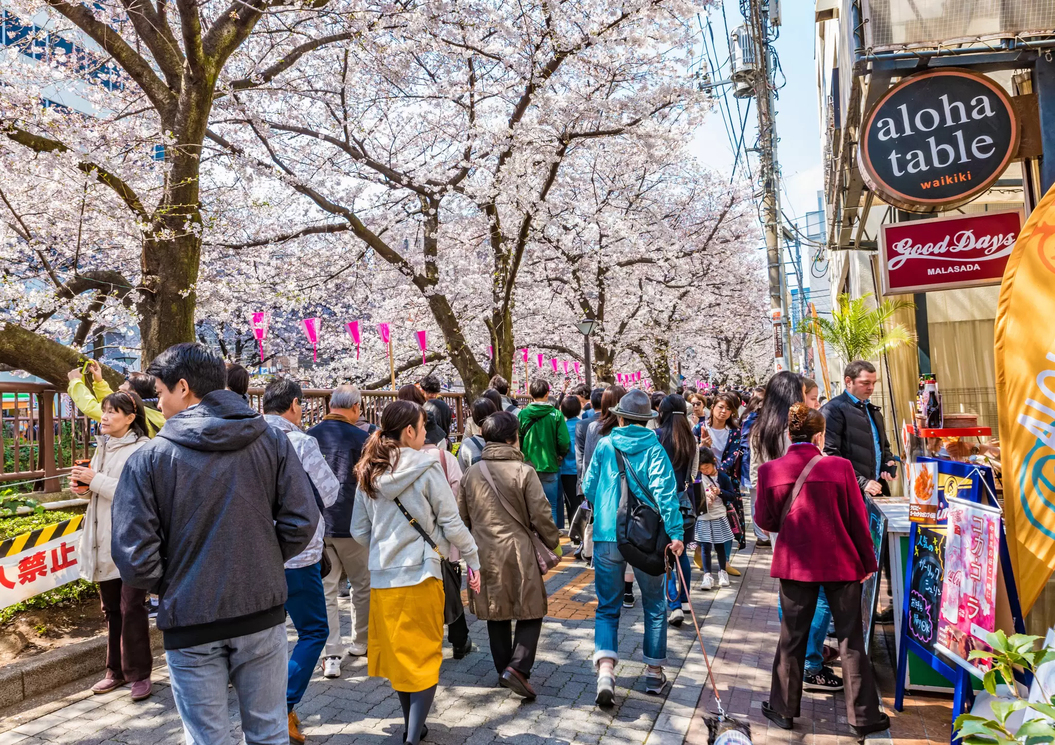 TOKYO, JAPAN - APRIL 4, 2017: Many people enjoy viewing cherry blossoms at Meguro River in Tokyo. Meguro River is the most famous place to enjoy viewing cherry blossoms which is a Japanese custom., License Type: media, Download Time: 2024-07-10T16:33:39.000Z, User: FergalCo, Editorial: true, purchase_order: 56530, job: Global Publishing WIP, client: Experience Tokyo 2, other: Fergal Condon