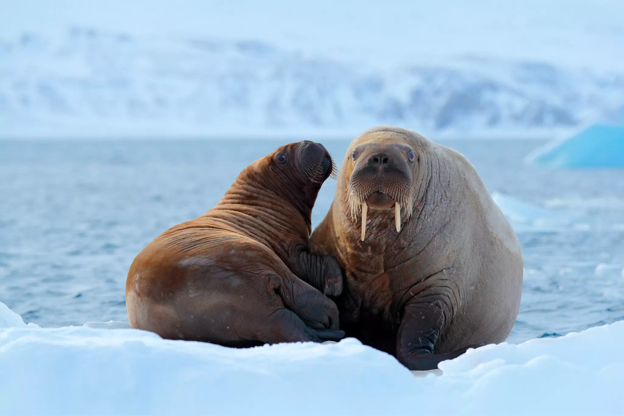 Two walruses are pictured on an icy ledge, with ice floes visible in the sea beyond.