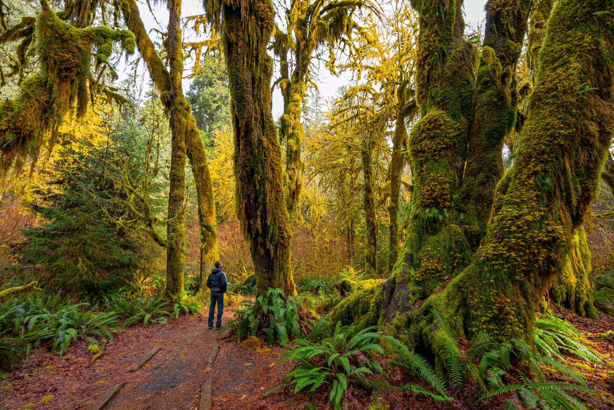 A pathway through trees covered in greenery in the Hoh Rainforest. 