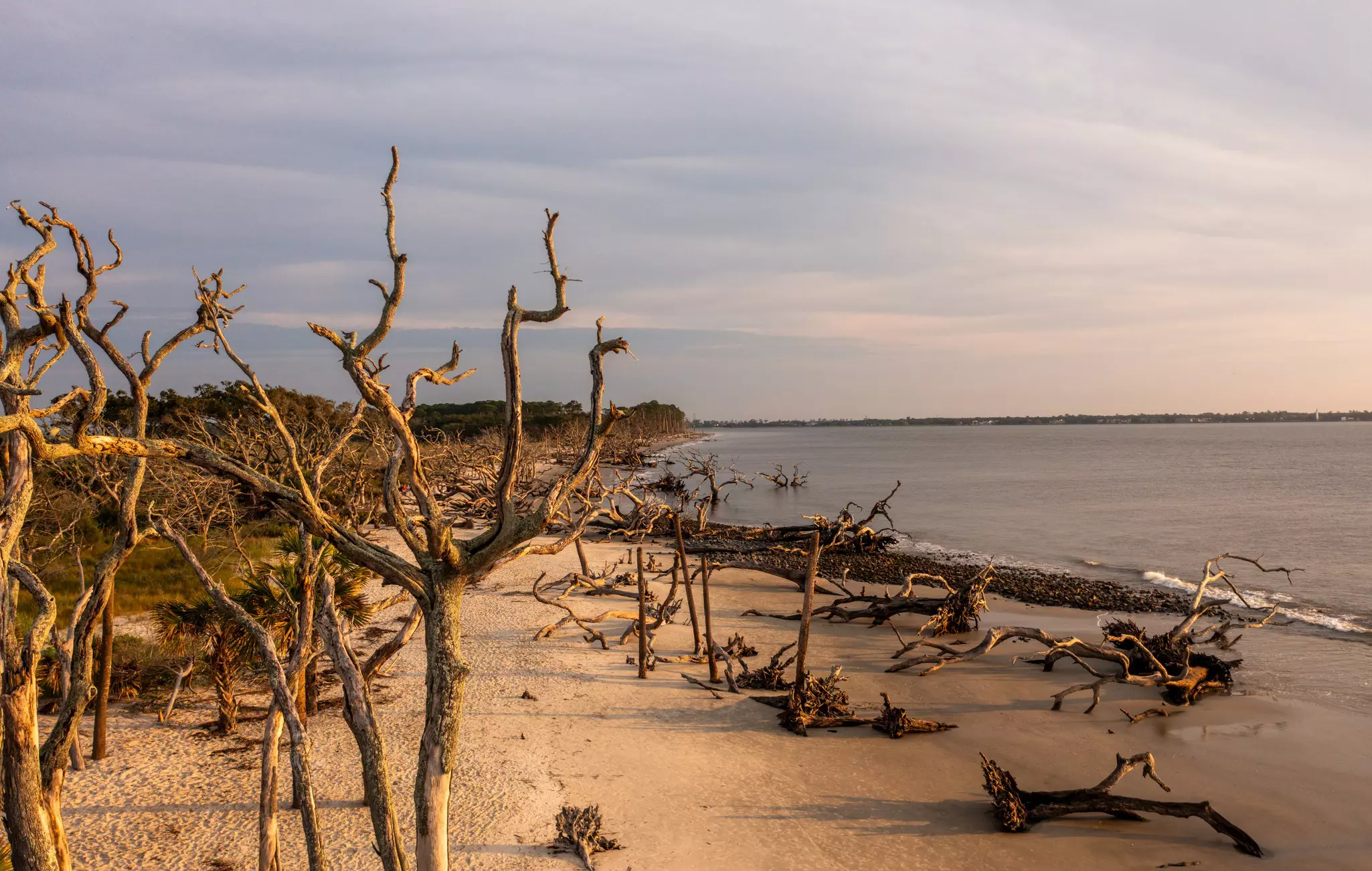Twisted pieces of driftwood on a sandy beach.