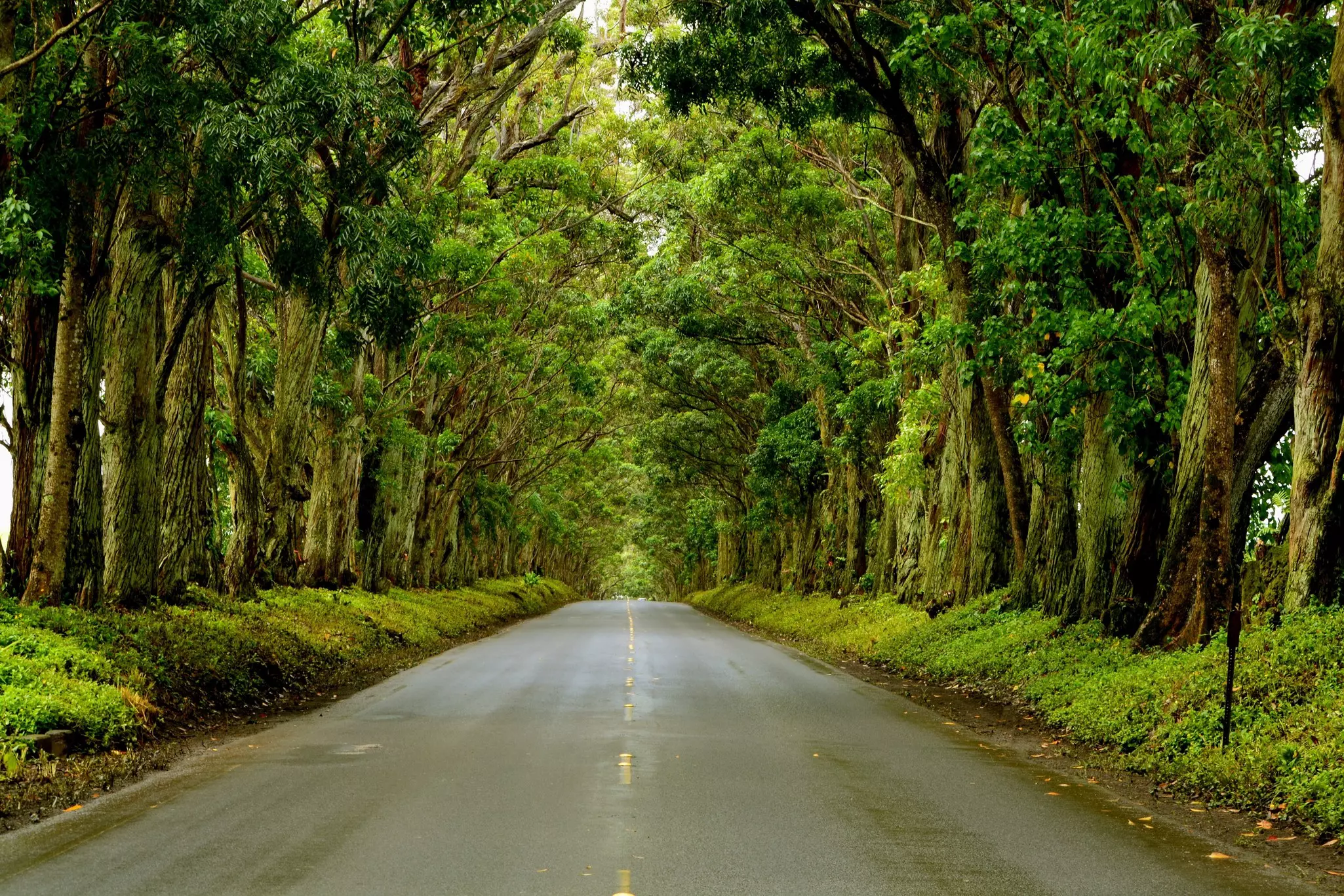 The Tunnel of Trees on Kauaʻi.