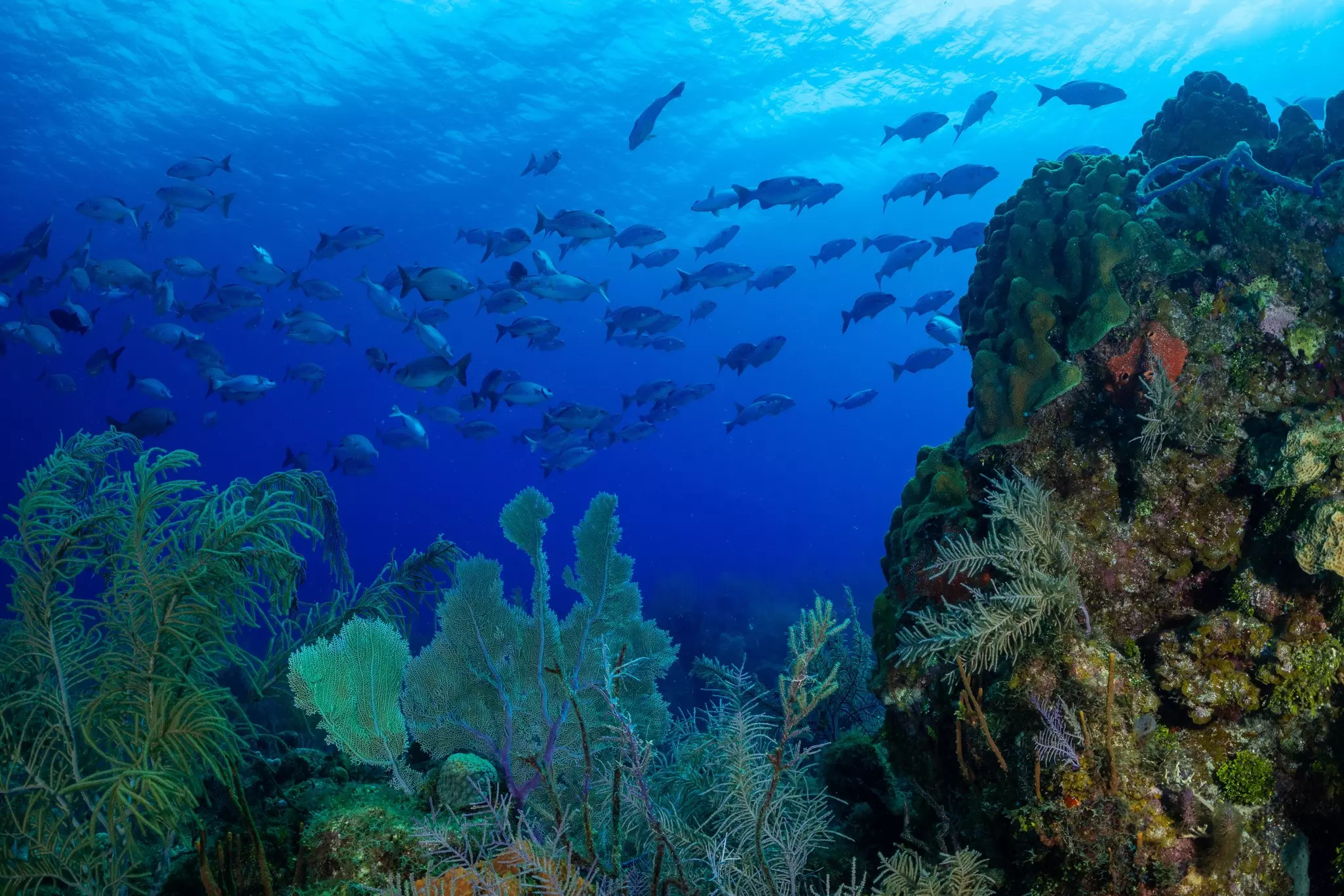 A large school of fish swim by colorful and varied coral.